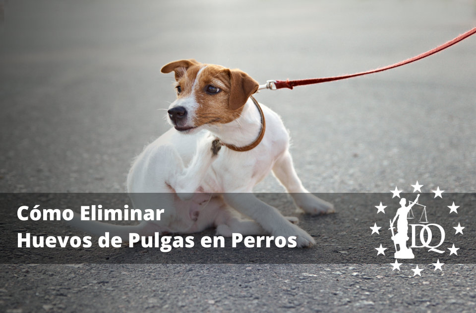 Cómo Eliminar Huevos de Pulgas en Perros