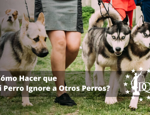 ¿Cómo Hacer que Mi Perro Ignore a Otros Perros?