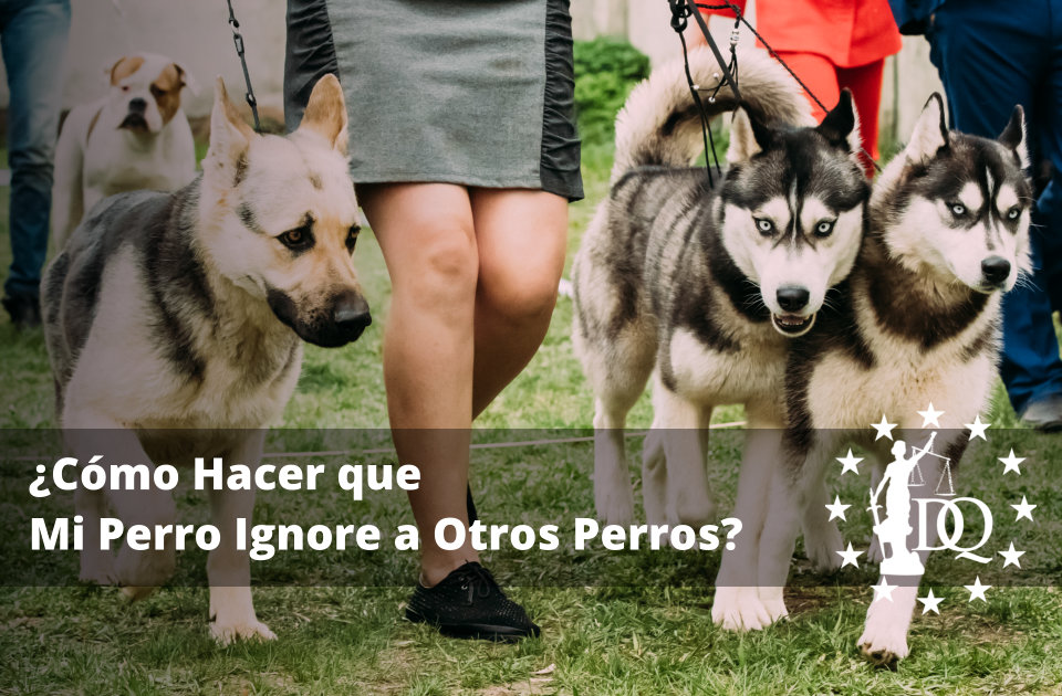 Cómo Hacer que Mi Perro Ignore a Otros Perros