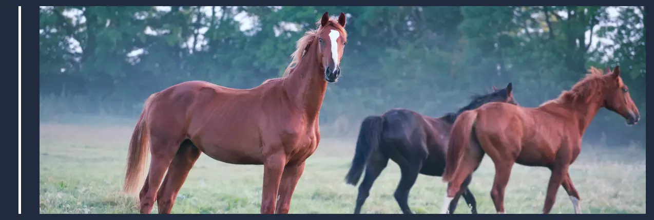 Qué Animales Hay en una Granja - Caballos