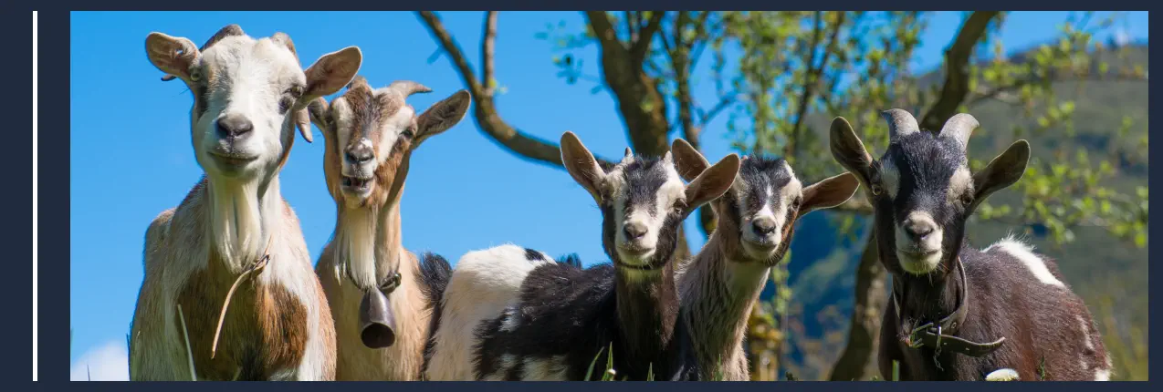 Qué Animales Hay en una Granja - Cabras