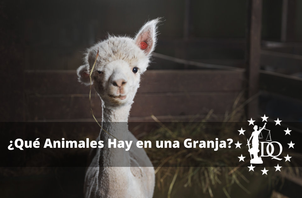Un animal de granja es un tipo de animal domesticado que se utiliza para la producción de cultivos o para la producción de carne y animales. Por consiguiente, engloba tanto a especies domesticadas como el ganado vacuno y las aves de corral como a criaturas salvajes como el visón y los peces. Existe una amplia gama de motivos para criar ganado. La mayoría de los animales de granja se crían para ser sacrificados. La mayor parte de la proteína de la dieta estadounidense procede de la carne de vacas, cerdos y pollos, mientras que los animales de atractivo pelaje son asesinados únicamente por sus pieles. Algunos de estos animales se crían por su leche, huevos, lana o miel; otros, como los burros y las mulas, se crían por sus habilidades. Sin embargo, los animales de granja a veces pueden transmitir gérmenes peligrosos que pueden producir diversas enfermedades y dolencias en las personas, desde pequeñas infecciones cutáneas hasta enfermedades graves. Sin embargo, relacionarse con ellos tiene numerosas ventajas. Qué Animales Hay en una Granja