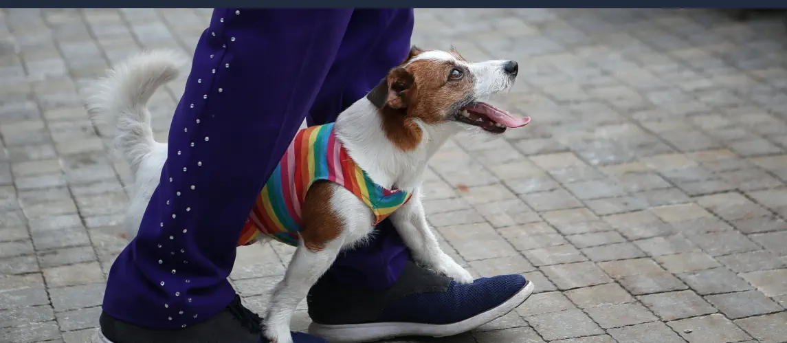 elegir frase para hacer que mi perro ignore a otros perros