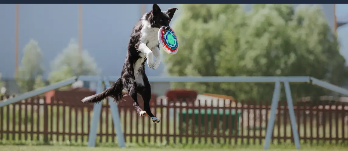perro jugando con el mejor frisbee