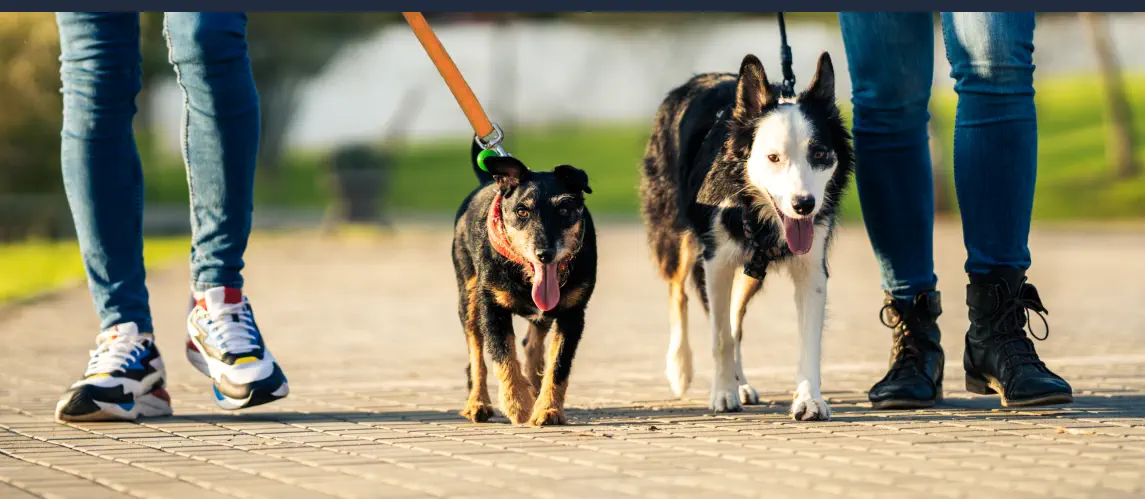 practicando paseo para hacer que mi perro ignore a otros perros