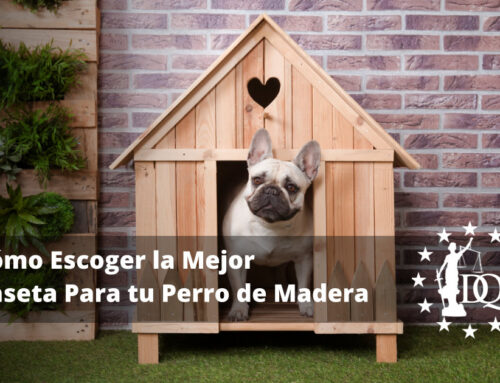 Cómo Escoger la Mejor Caseta Para tu Perro de Madera