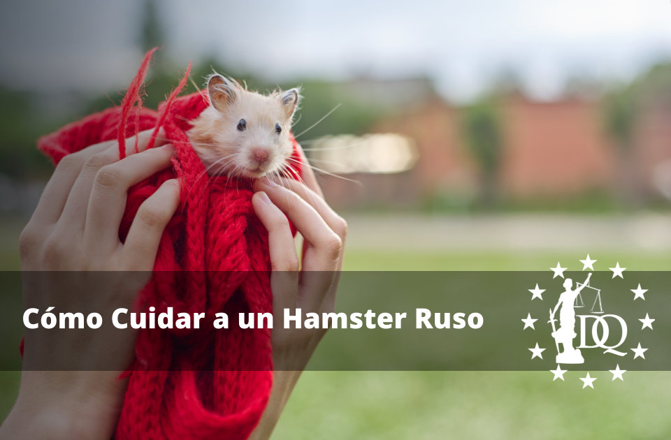 Cómo Cuidar a un Hamster Ruso