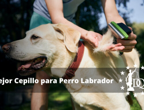 Mejor Cepillo para Perro Labrador