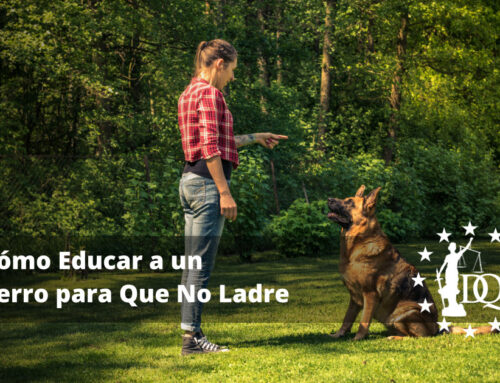Cómo Educar a un Perro para Que No Ladre