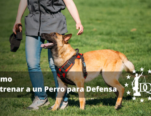 Cómo Entrenar a un Perro para Defensa
