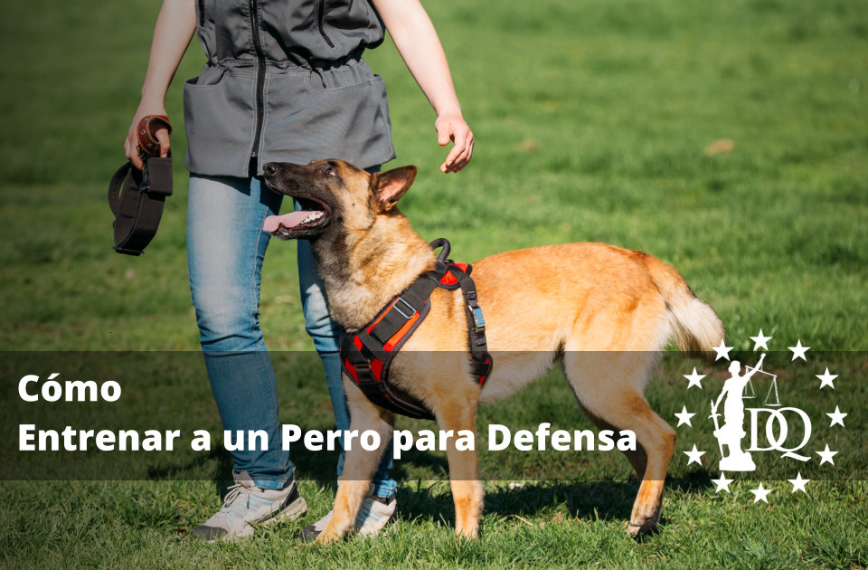 Cómo Entrenar a un Perro para Defensa