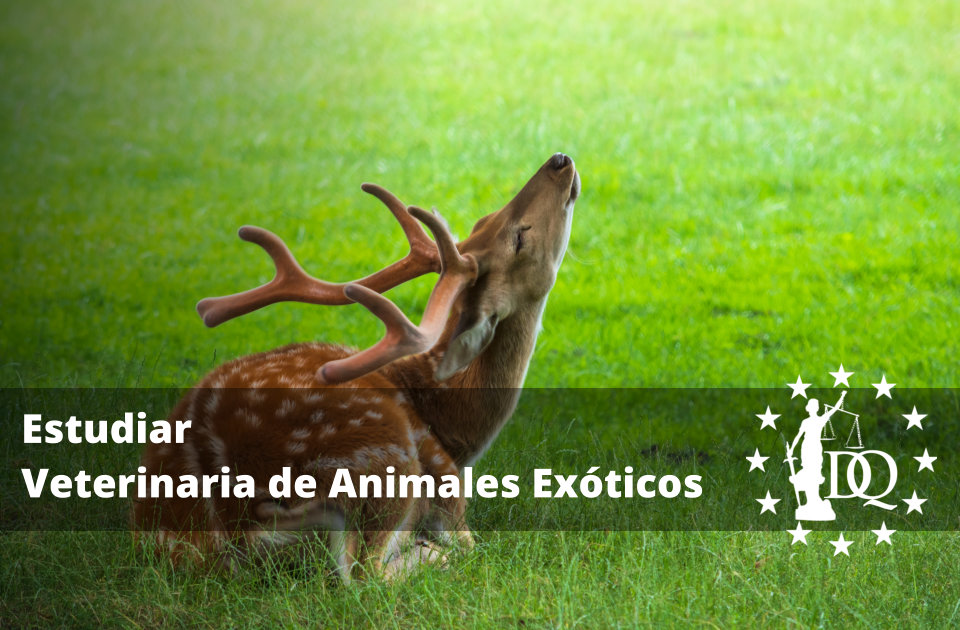 Estudiar Veterinaria de Animales Exóticos