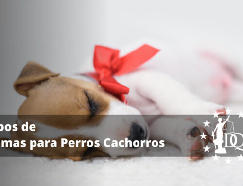 Tipos de Camas para Perros Cachorros