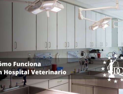 Cómo Funciona un Hospital Veterinario