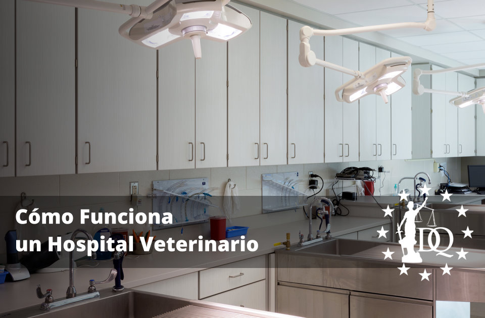 Cómo Funciona un Hospital Veterinario