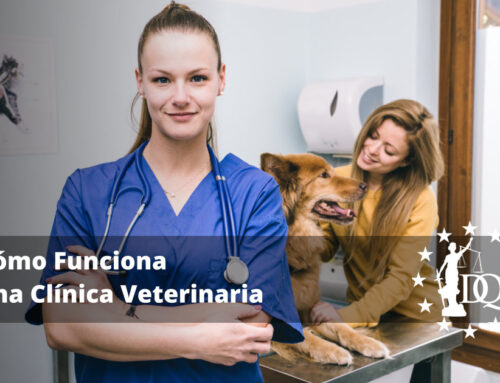 Cómo Funciona una Clínica Veterinaria