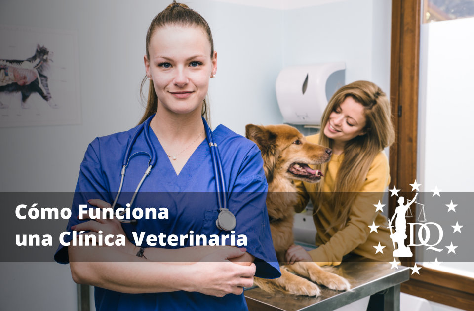 Cómo Funciona una Clínica Veterinaria