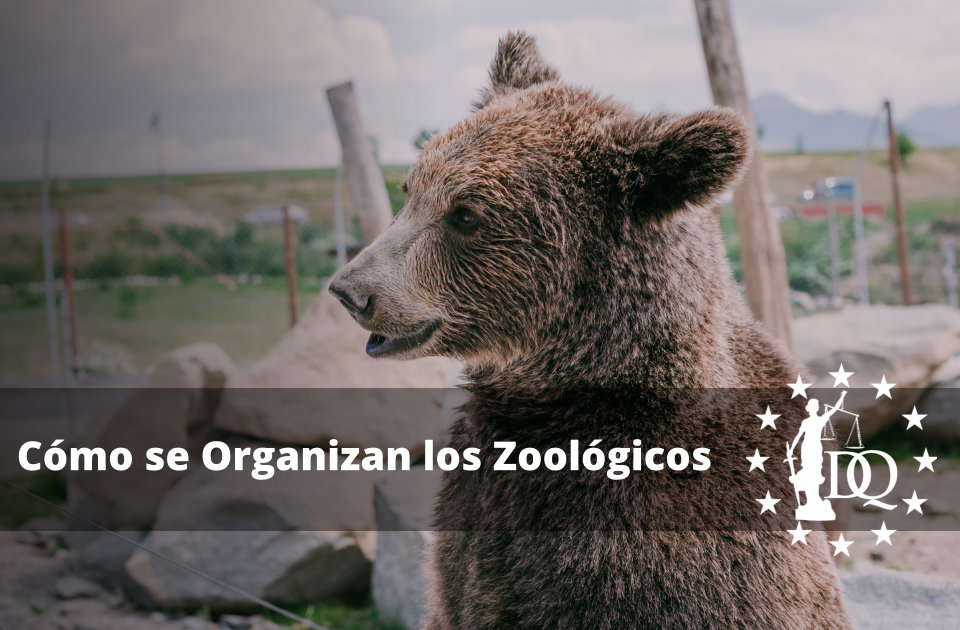Cómo se Organizan los Zoológicos