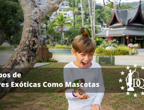 Tipos de Aves Exóticas Como Mascotas