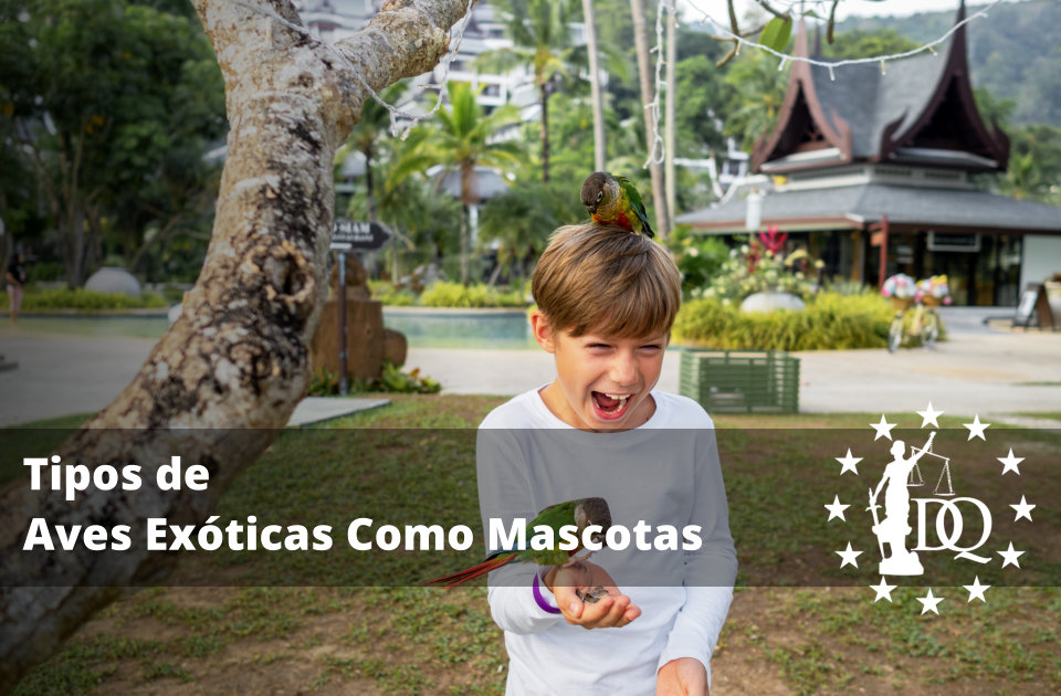 Tipos de Aves Exóticas Como Mascotas