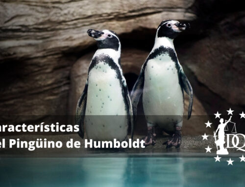 Características del Pingüino de Humboldt
