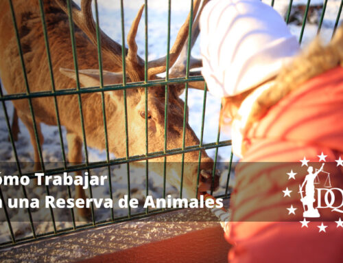 Cómo Trabajar en una Reserva de Animales
