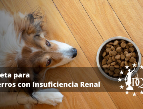 Dieta para Perros con Insuficiencia Renal