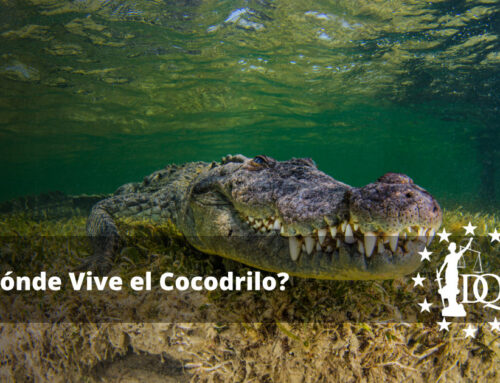 ¿Dónde Vive el Cocodrilo? ¿Cuál es su Hábitat?