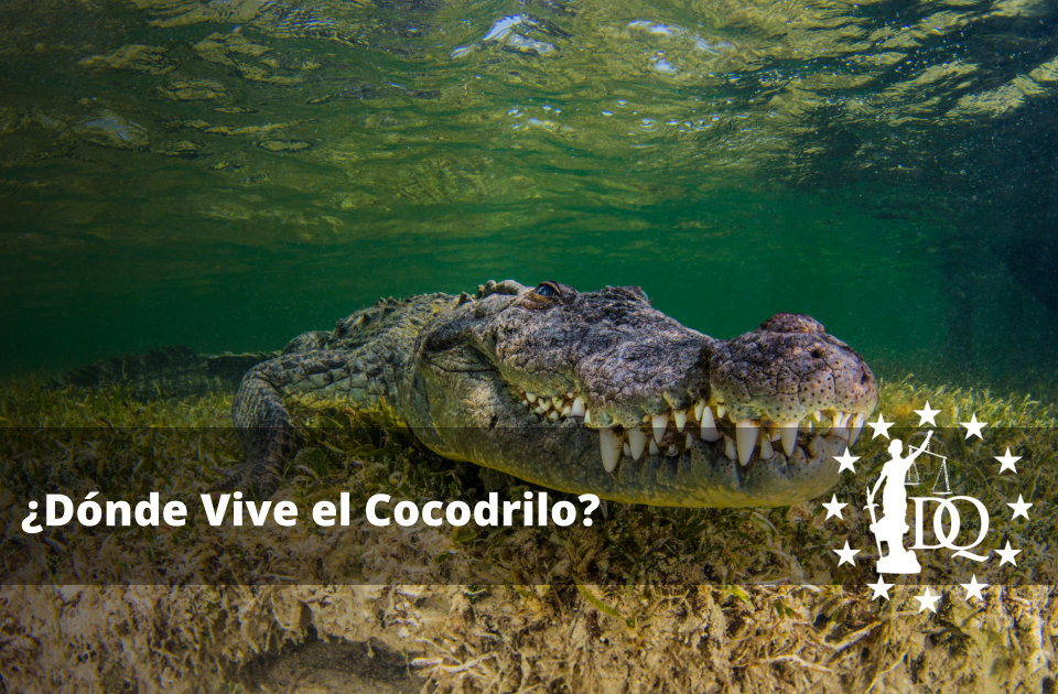Dónde Vive el Cocodrilo