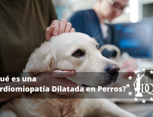 ¿Qué es una Cardiomiopatía Dilatada en Perros?