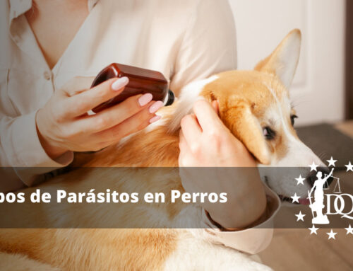 Tipos de Parásitos en Perros