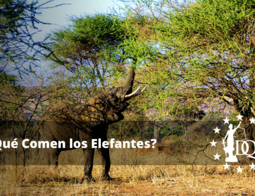 ¿Qué Comen los Elefantes?