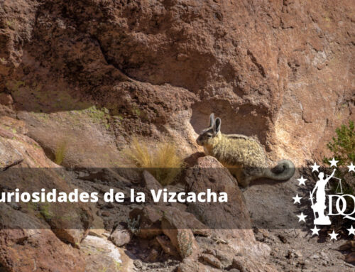 Curiosidades de la Vizcacha