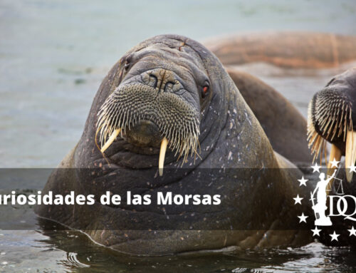 Curiosidades de las Morsas
