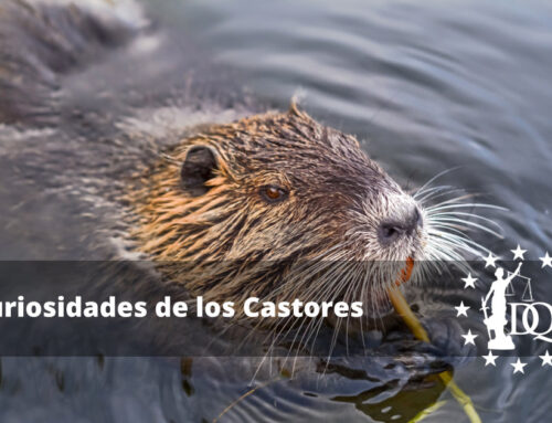 Curiosidades de los Castores