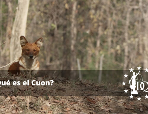 ¿Qué es el Cuon?